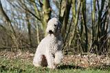BEDLINGTON TERRIER 216